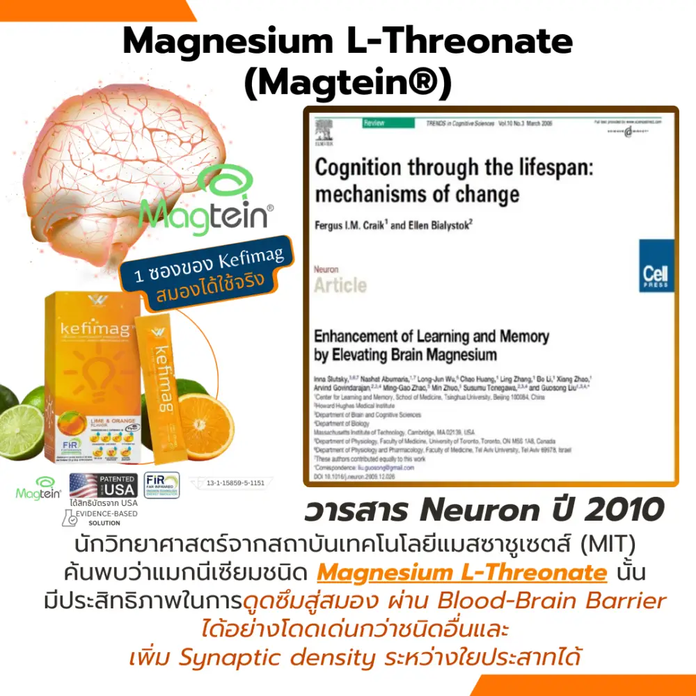 Kefimag เคฟีแมก งานวิจัยแมกนีเซียม magnesium l threonate