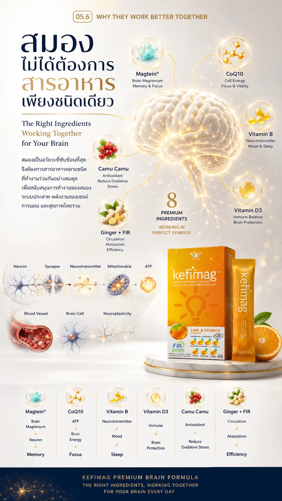 Kefimag เคฟีแมก brain nutrition 04 2 สมอง ไม่ได้ต้องการสารอาหารอย่างเดียว magnesium l threonate
